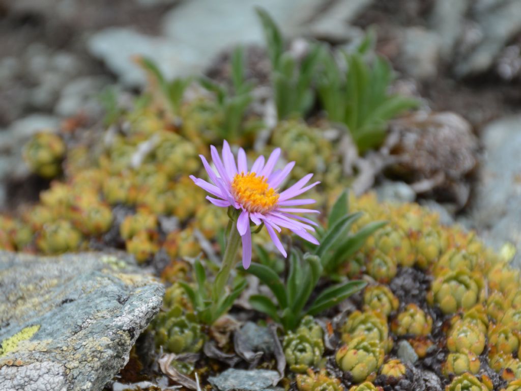 Aster alpinus / Astro alpino